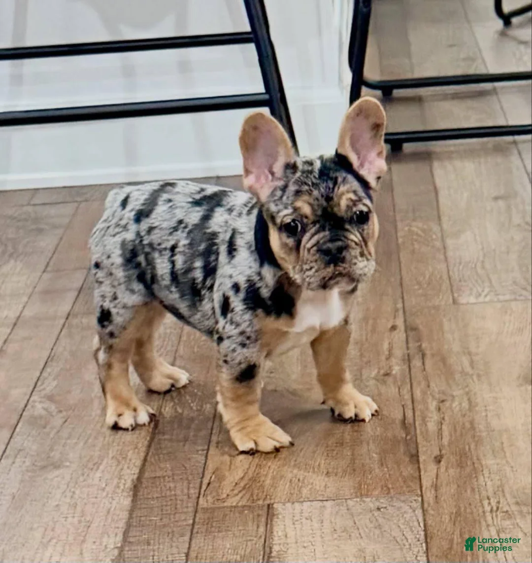 French Bulldog dogs for sale: French Bulldog 3 - Ad 2