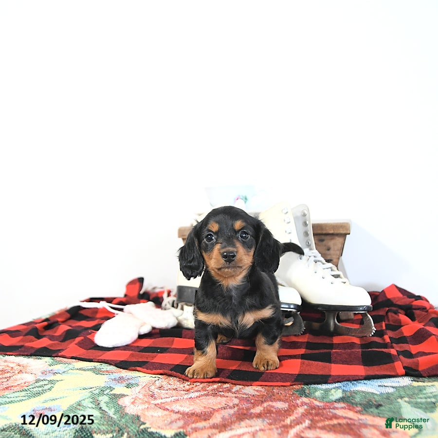 Miniature Dachshund dogs Lilly - Ad 37
