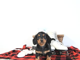 Miniature Dachshund dogs Lilly - Ad 5