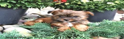Shorkie dogs for sale: Baxter - Ad 4
