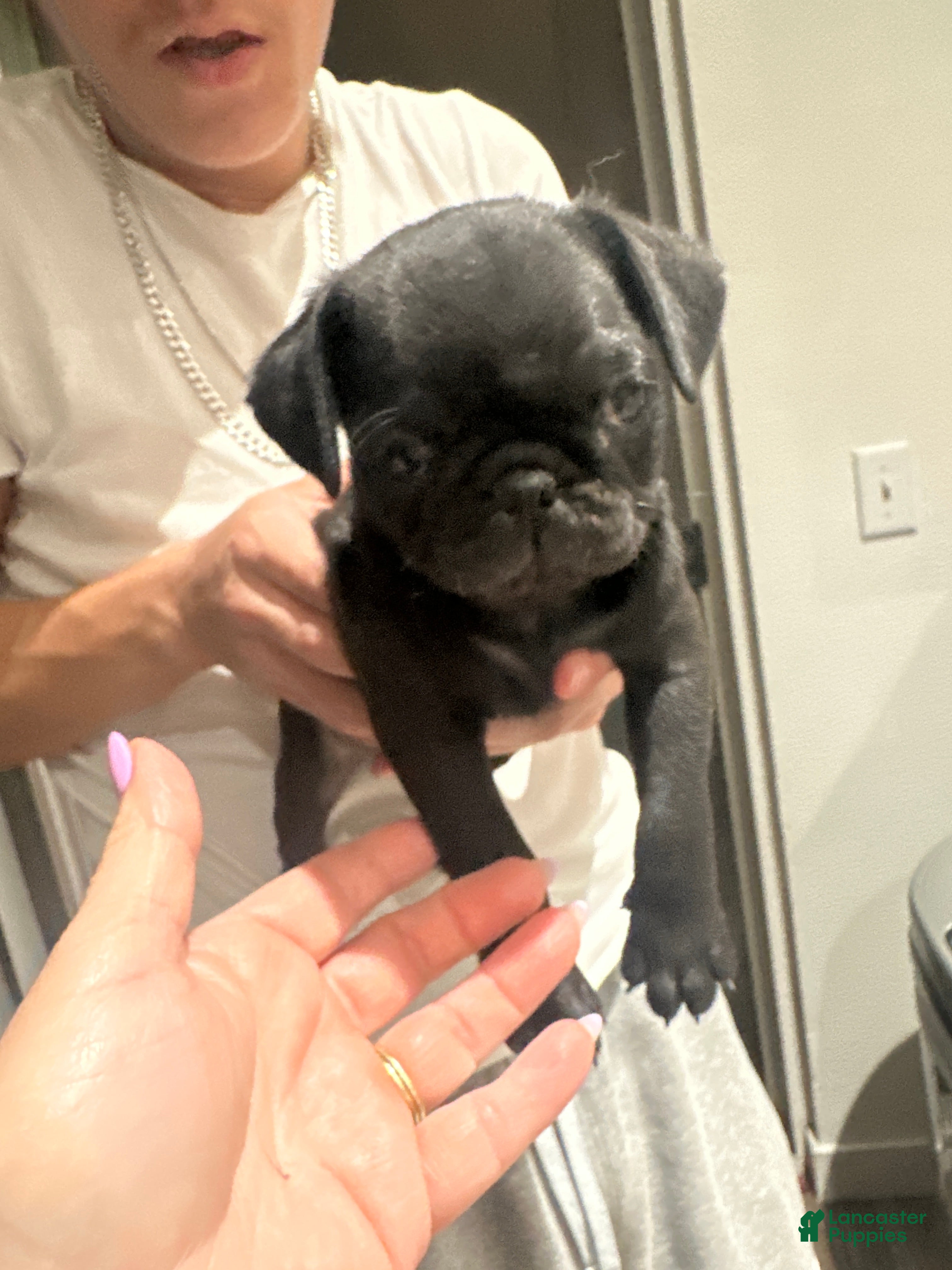 Pug dogs Pug 3 - Ad 6