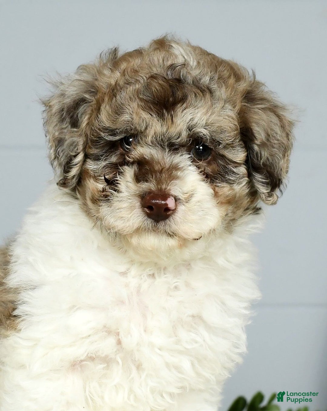 Miniature Poodle dogs for sale: Jace - Ad 5