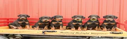 Doberman Pinscher dogs for sale: Woody - Ad 5