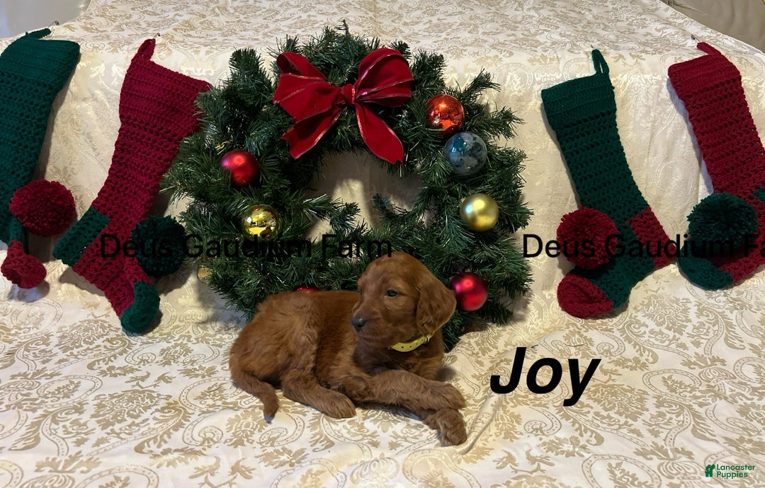 Irish Doodle dogs for sale: Joy - Ad 3