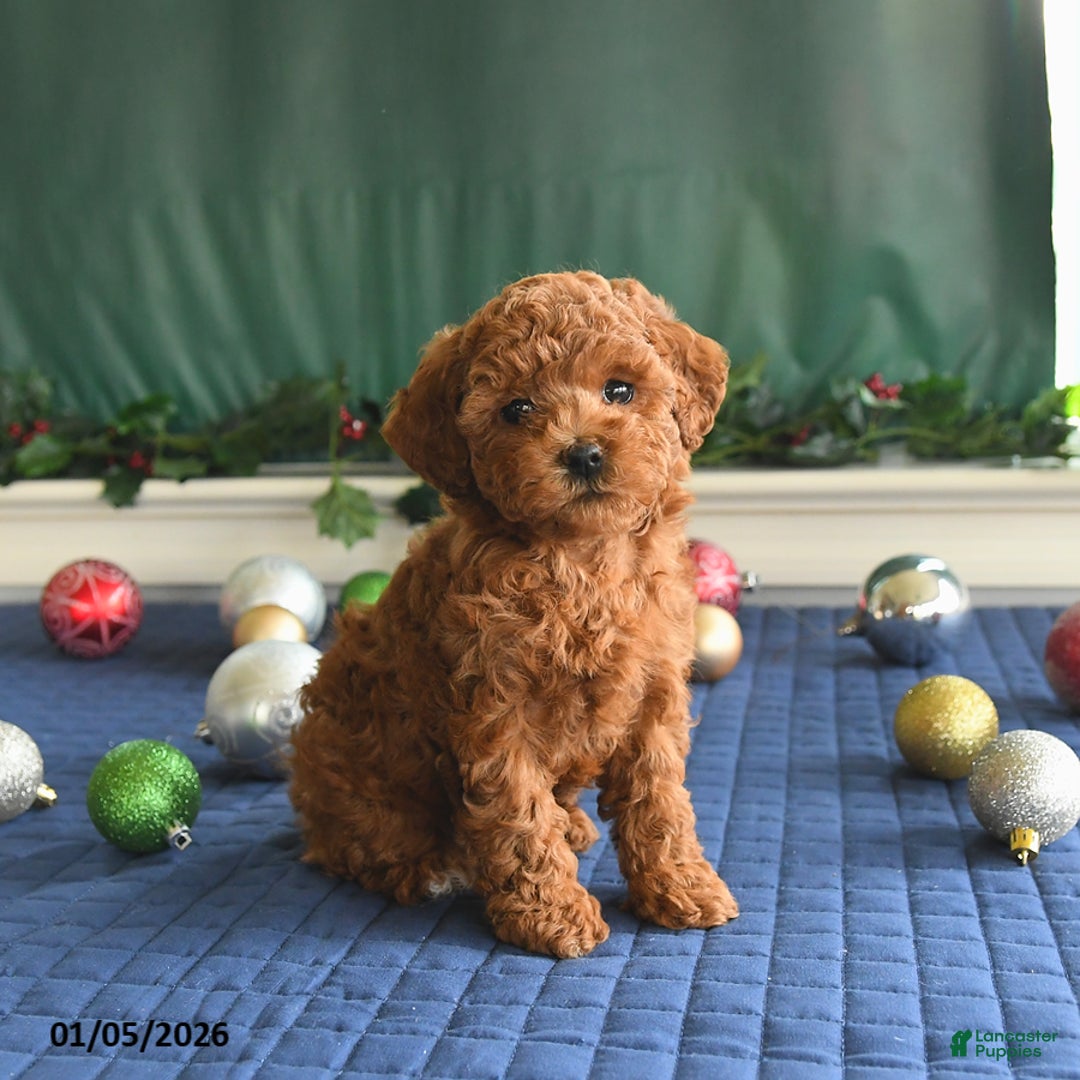 Toy Poodle dogs for sale: Pal   - Ad 4
