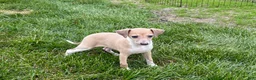 Italian Greyhound dogs for sale: Italian Greyhound female 2 fawn and white  - Ad 10