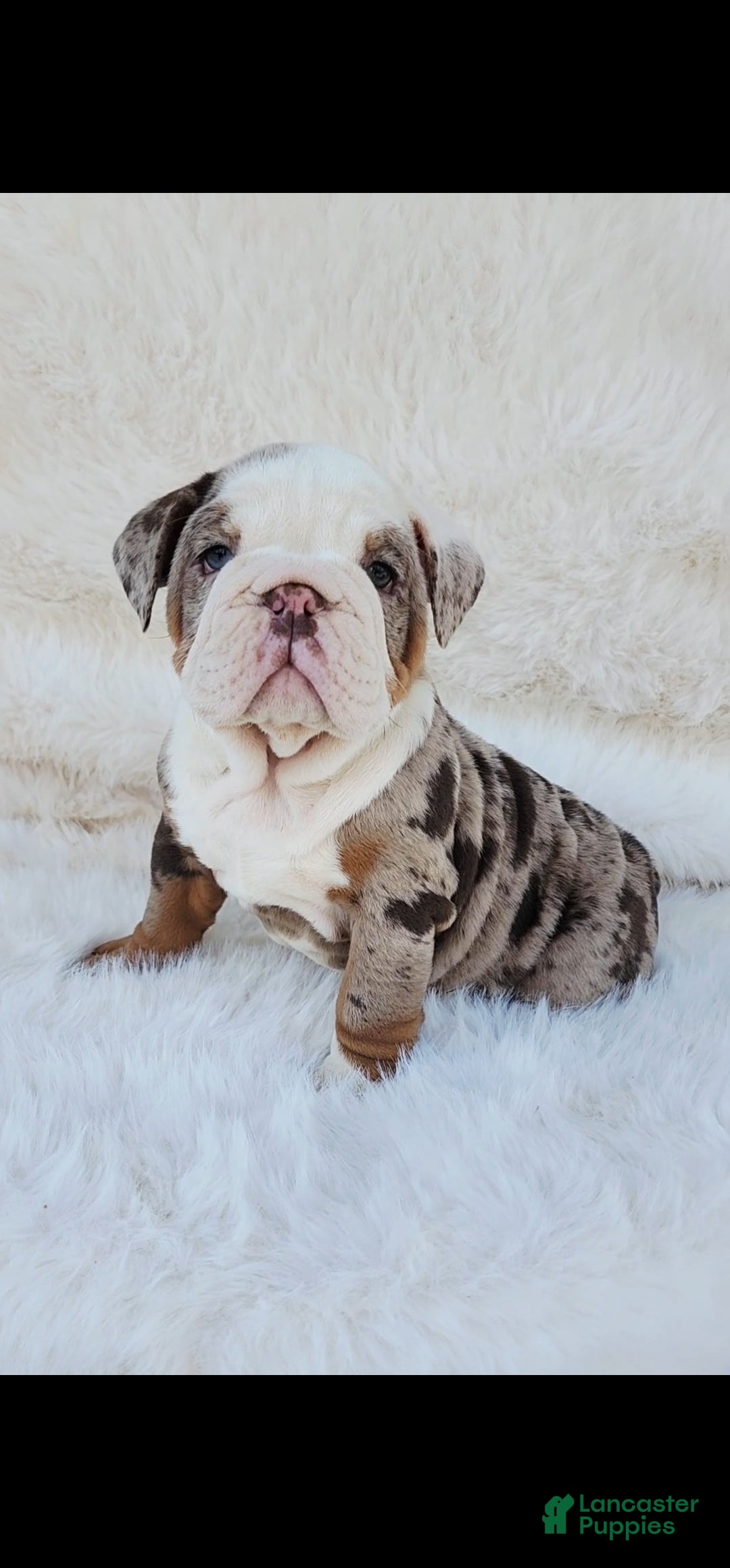 English Bulldog dogs English Bulldog Puppy 3 - Ad 35