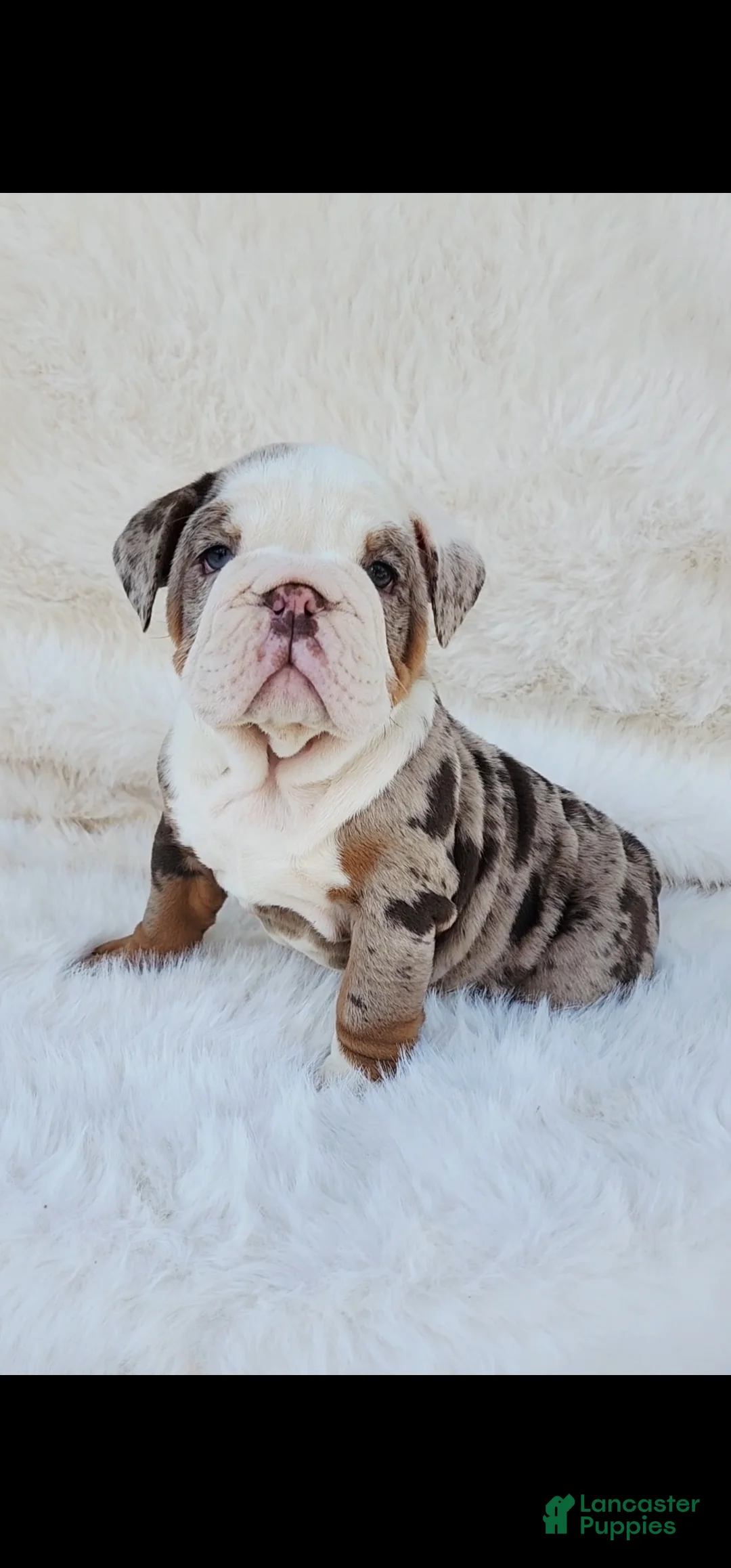 English Bulldog dogs for sale: English Bulldog Puppy 3 - Ad 1