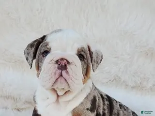 English Bulldog dogs English Bulldog Puppy 3 - Ad 24