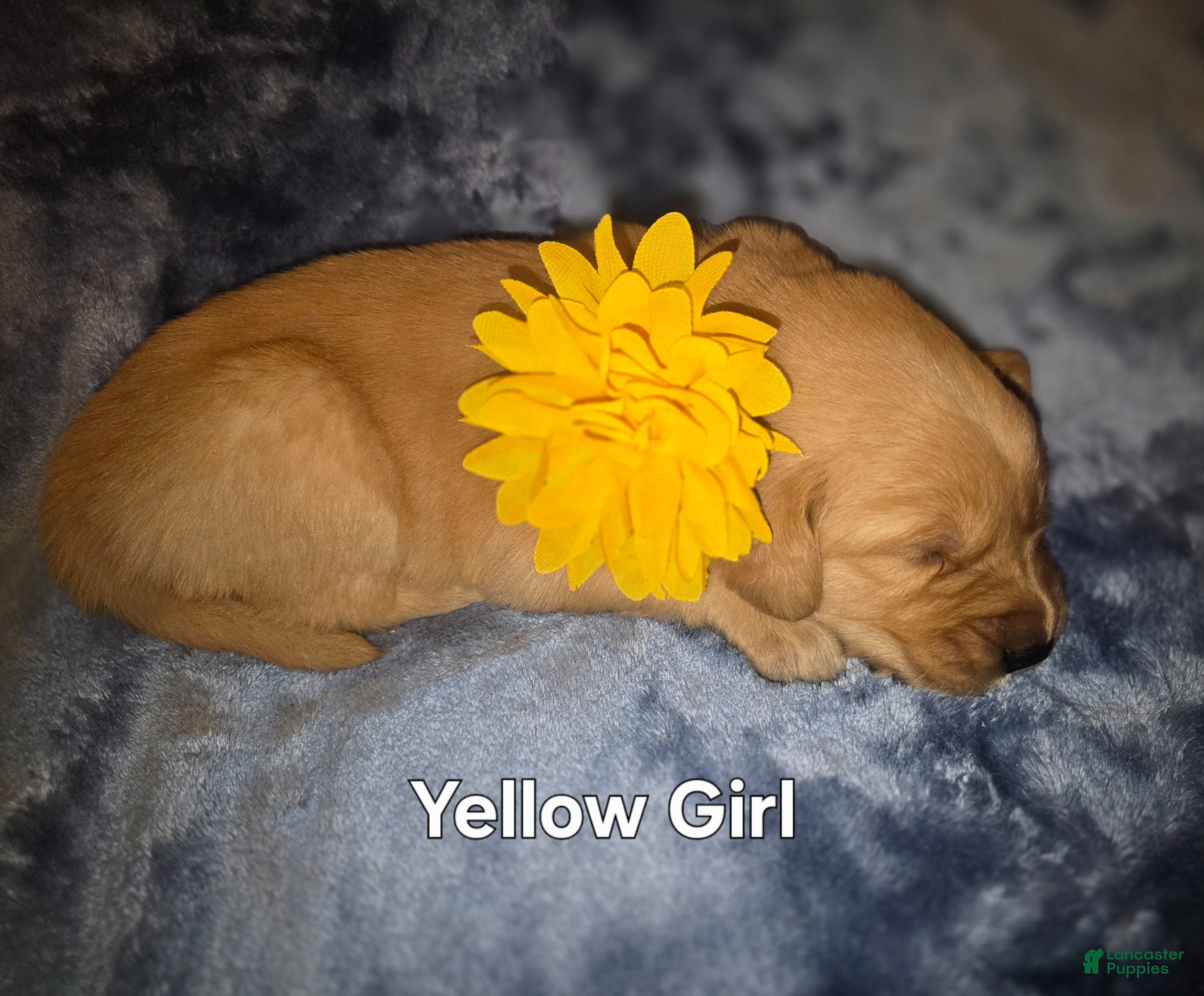 Golden Retriever dogs Yellow Girl - Ad 17