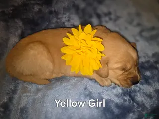 Golden Retriever dogs Yellow Girl - Ad 11