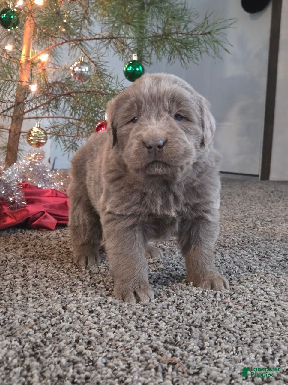 Newfoundland dogs Snickers  - Ad 28