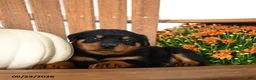 Rottweiler dogs for sale: Preston - Ad 3