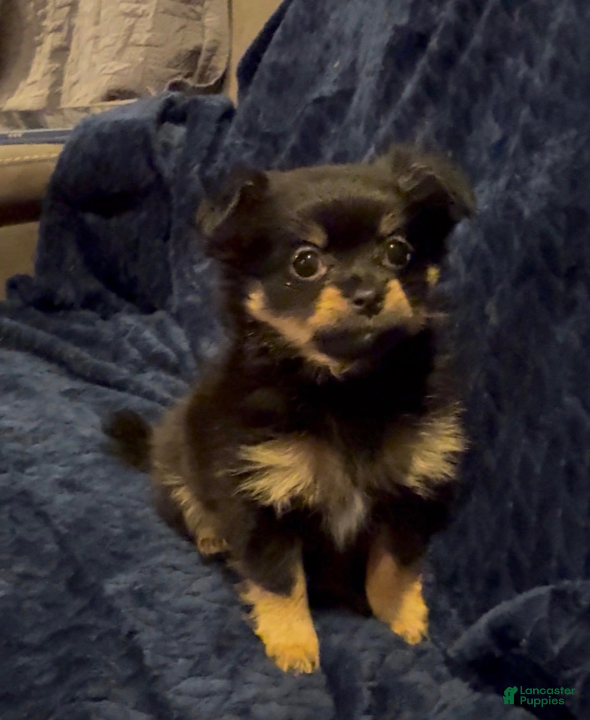 Mixed Breed dogs Sandy  - Ad 1