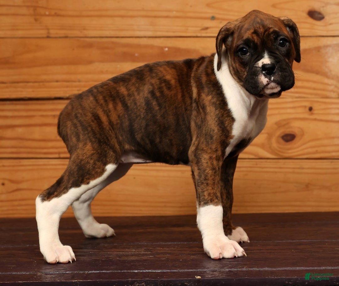 Boxer dogs for sale: Snowy - Ad 2