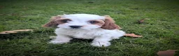 Cavapoo dogs for sale: Mr Benny - Ad 14