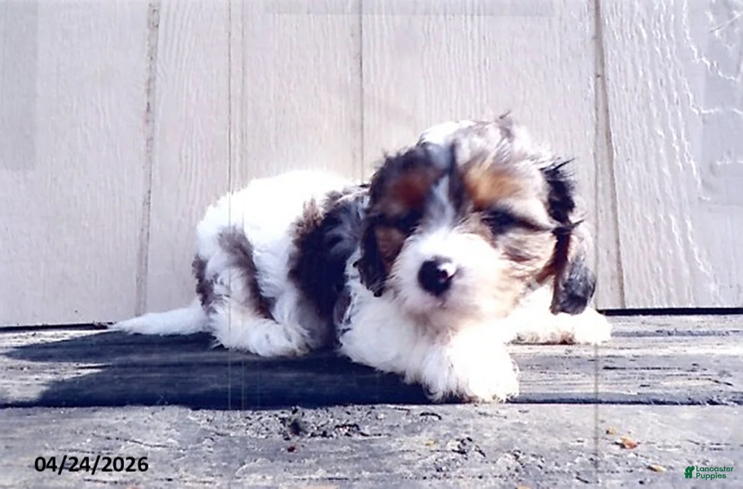 Cavapoo dogs for sale: Peace - Ad 2