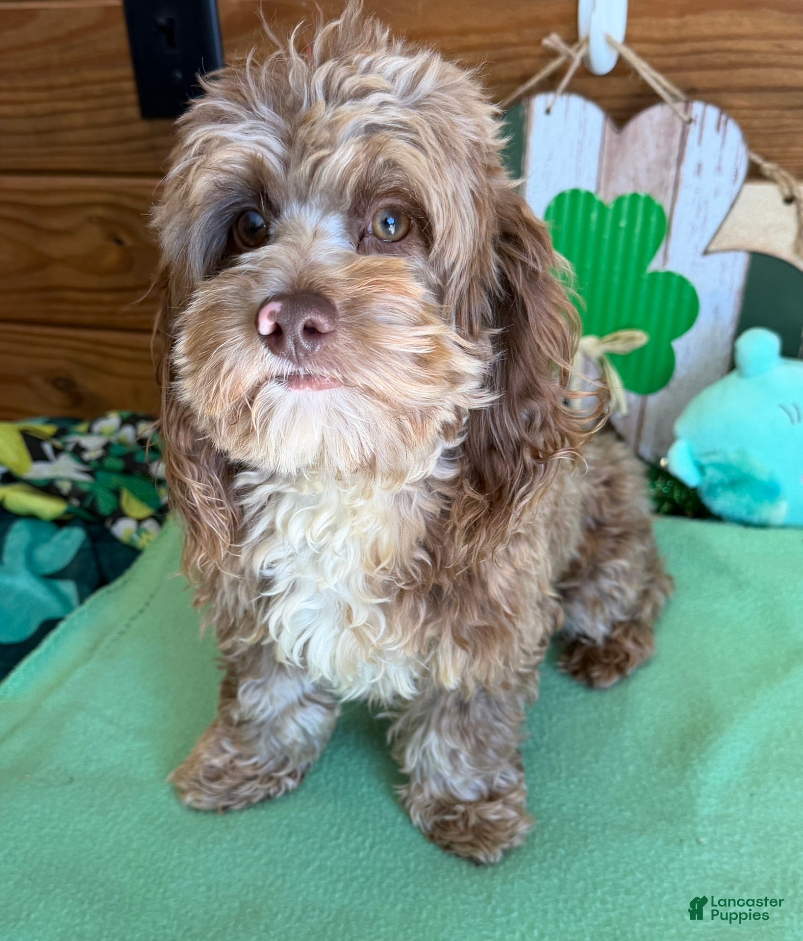 Cockapoo dogs Carson - Ad 6