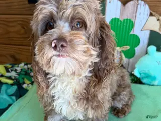 Cockapoo dogs Carson - Ad 19