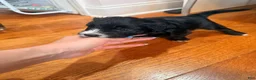 Mixed Breed dogs for sale: Panther  - Ad 10