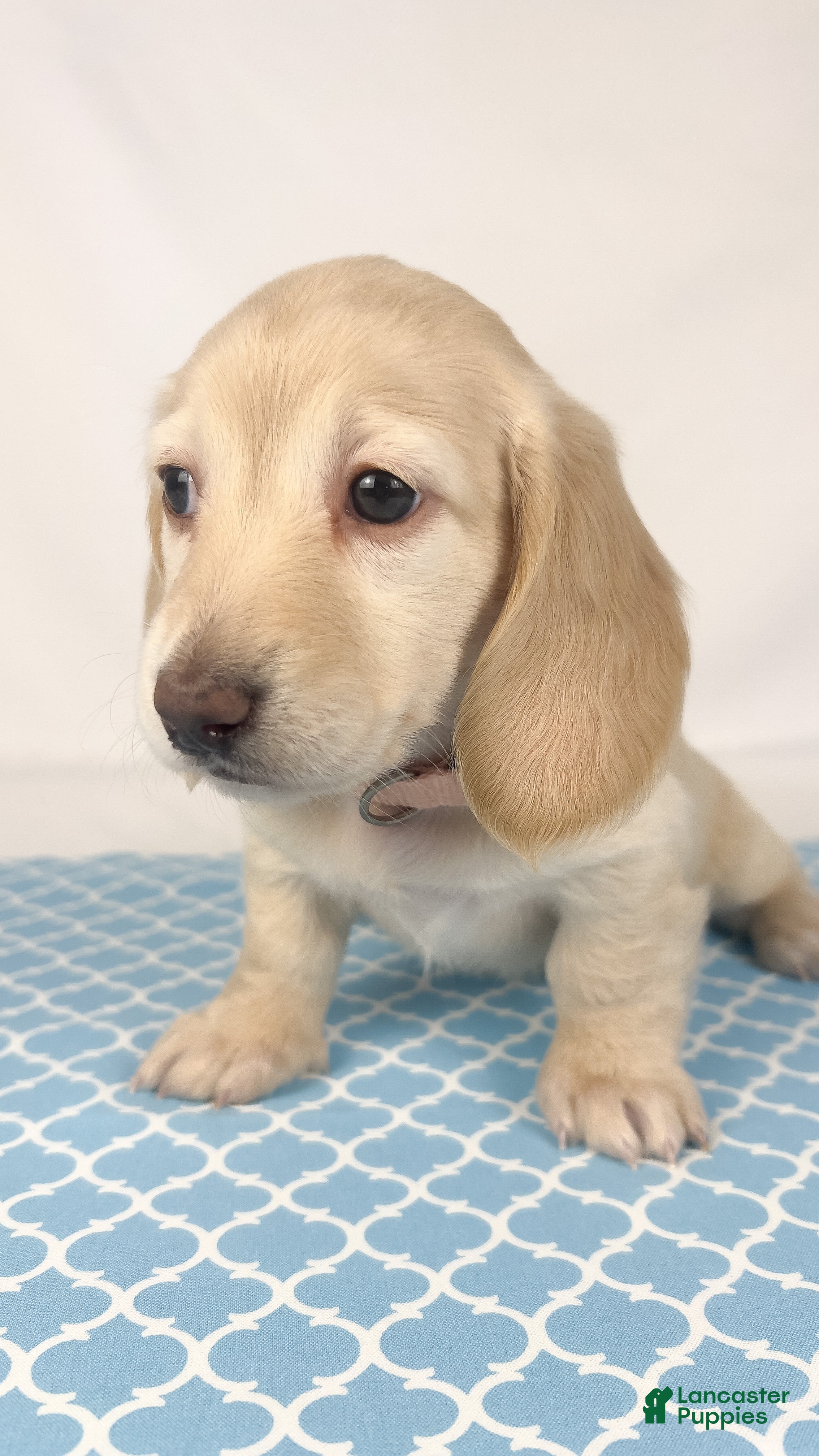 Miniature Dachshund dogs Swiss - Ad 20