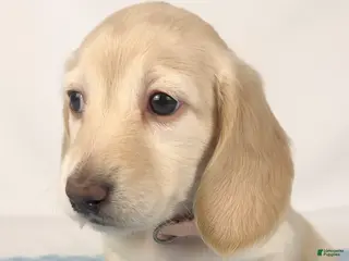 Miniature Dachshund dogs Swiss - Ad 20