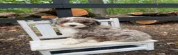 Bernedoodle dogs for sale: Snickers - Ad 11