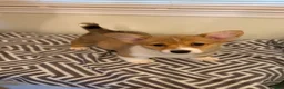 Welsh Corgi Pembroke dogs for sale: Ruby - Ad 1