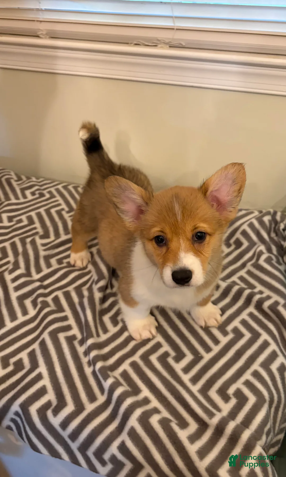 Welsh Corgi Pembroke dogs for sale: Ruby - Ad 1