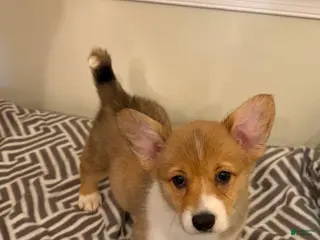 Welsh Corgi Pembroke dogs Ruby - Ad 21