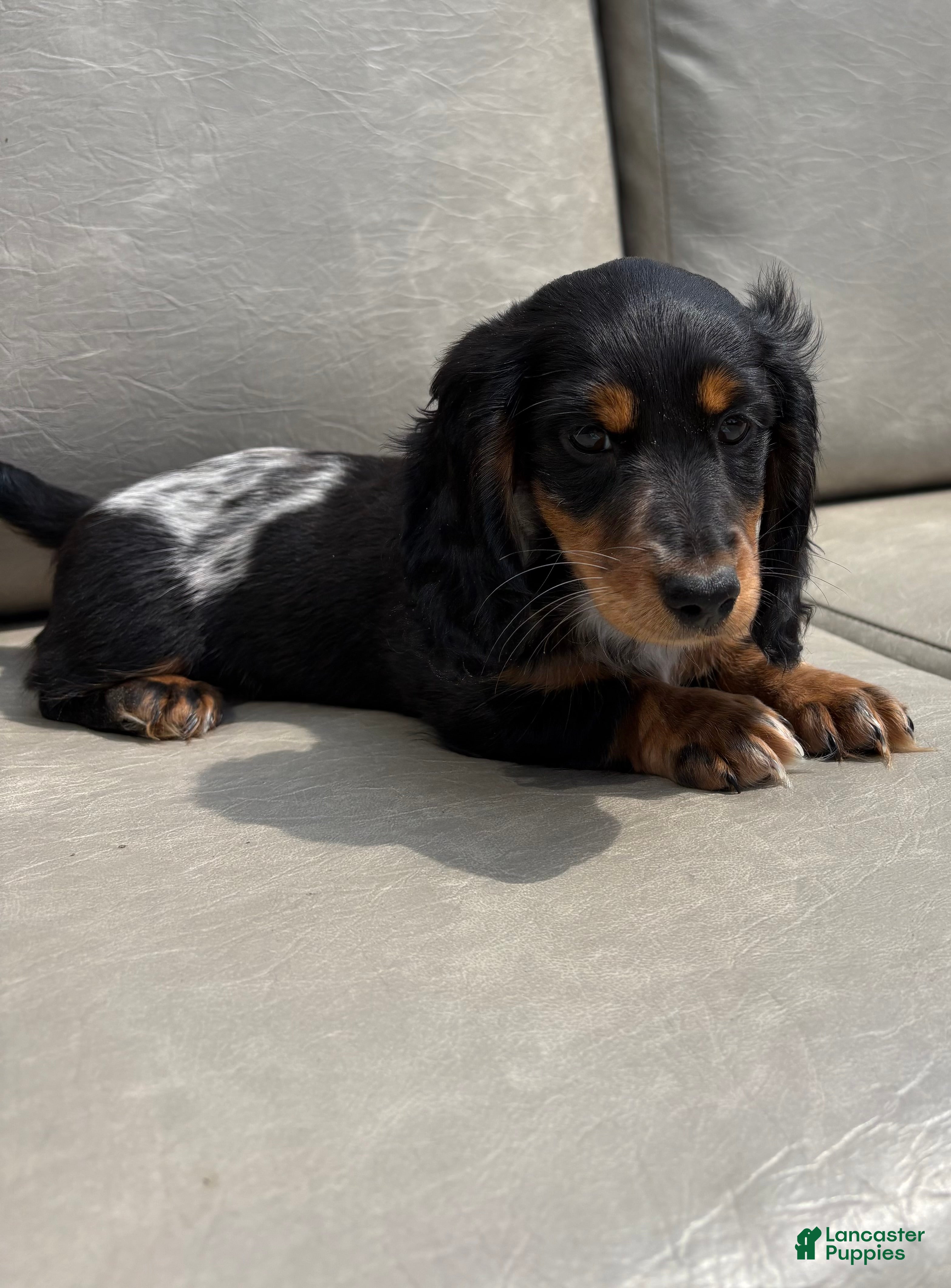 Dachshund dogs Lilie - Ad 2