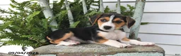 Beagle dogs for sale: Rosie - Ad 3