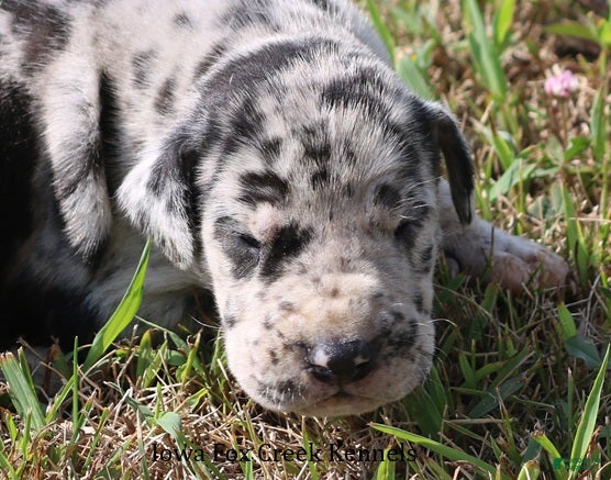 Great Dane dogs Samson - Ad 24
