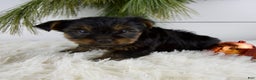 Yorkshire Terrier dogs for sale: Cody - Ad 8