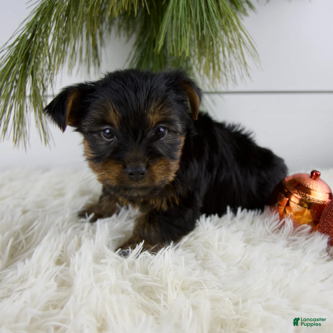 Yorkshire Terrier dogs for sale: Cody - Ad 8