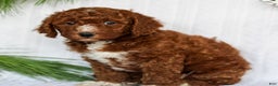 Mini Goldendoodle dogs for sale: Cinnamon  - Ad 3