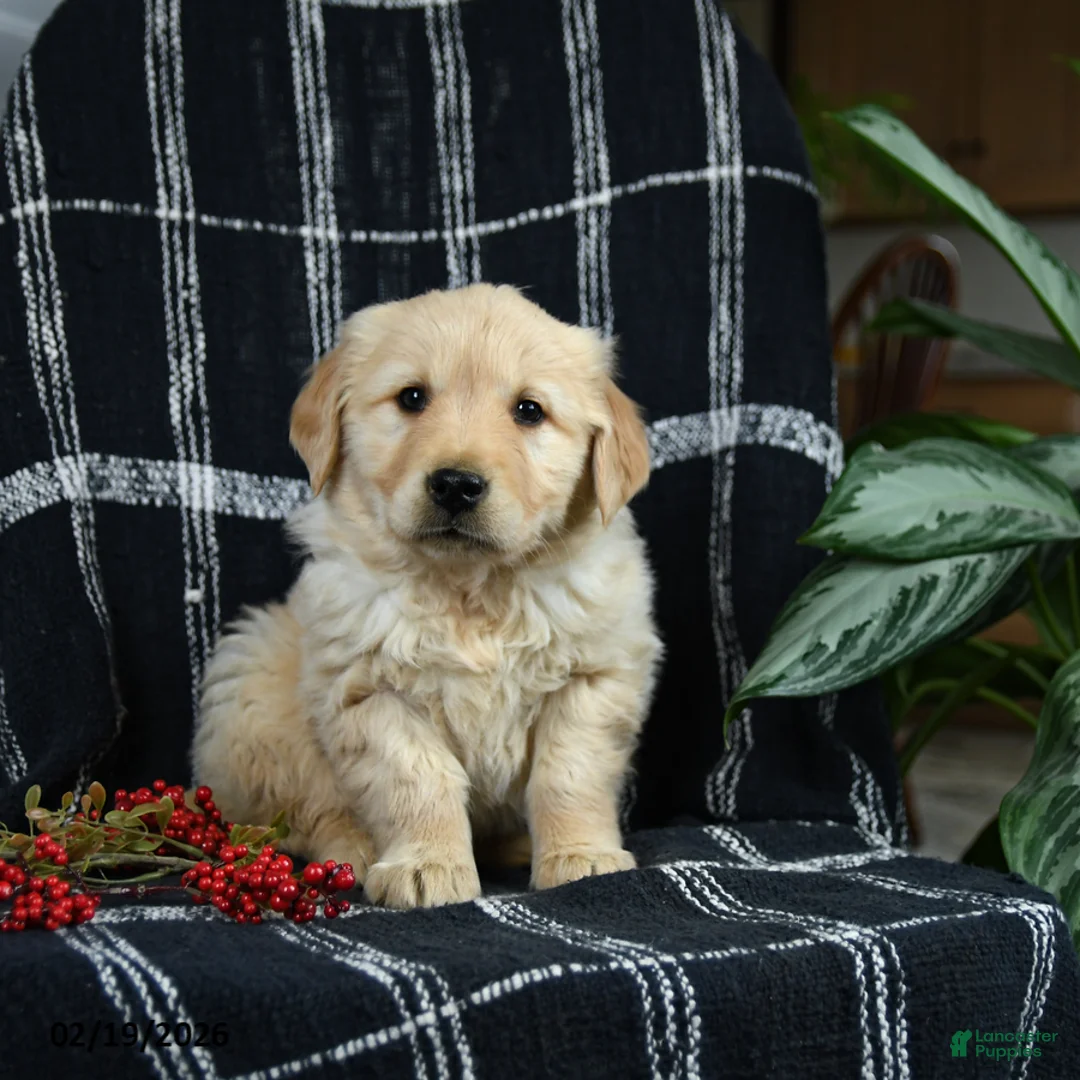Golden Retriever dogs for sale: Polly - Ad 1
