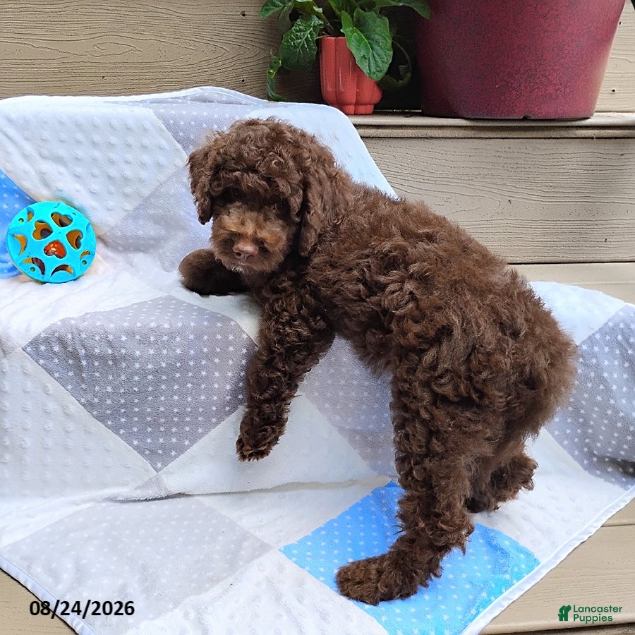 Mini Goldendoodle dogs Raggedy Andy - Ad 2
