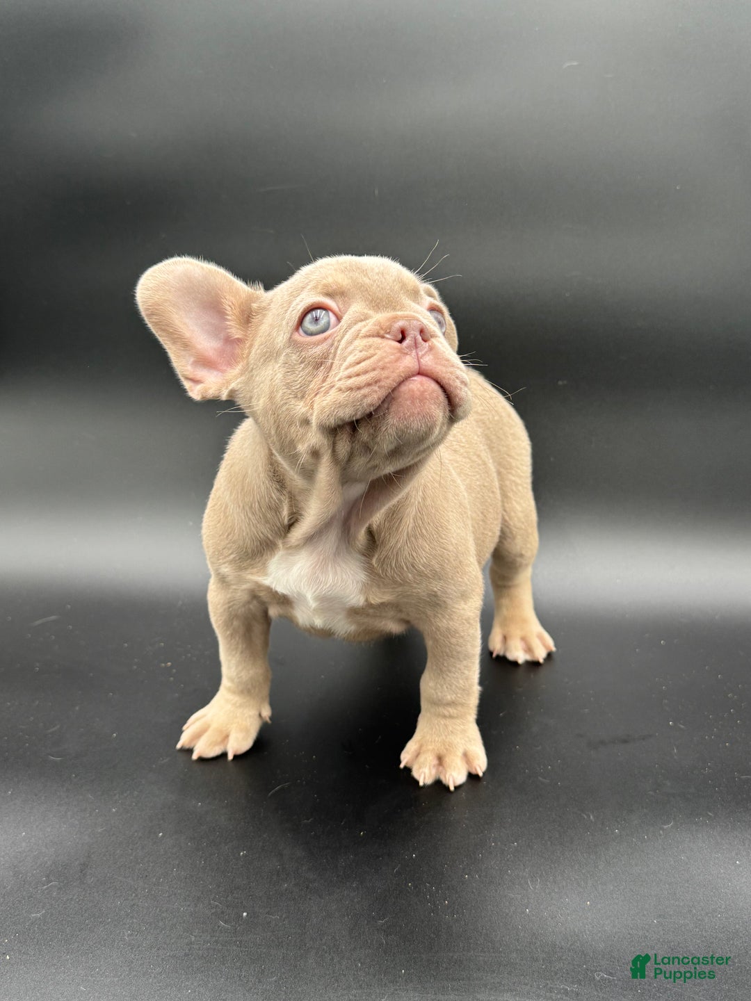 French Bulldog dogs for sale: French Bulldog Puppy 1 - Ad 5