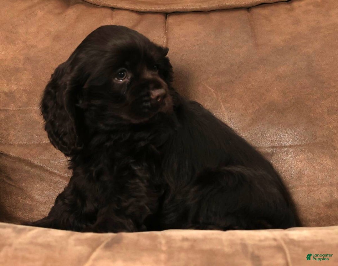 Cocker Spaniel dogs for sale: Dasher - Ad 4