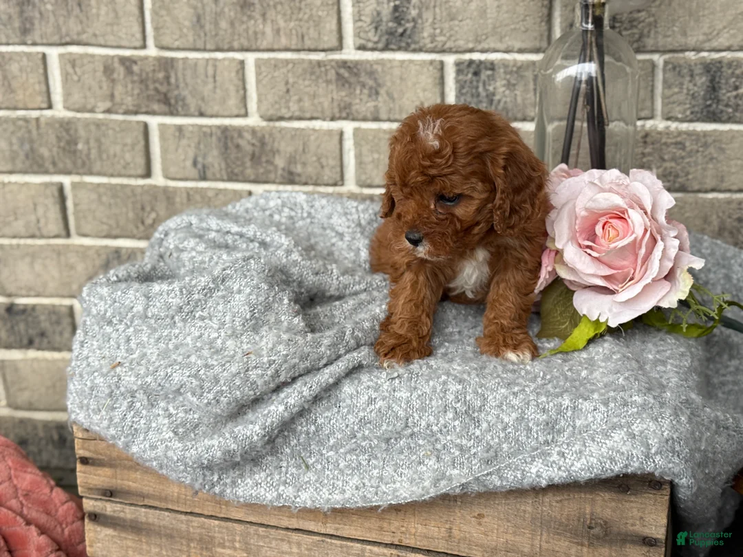 Cavapoo dogs for sale: Kassie - Ad 5