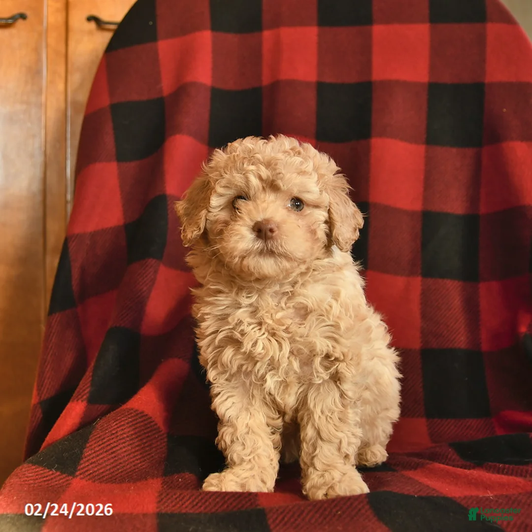 Havapoo dogs for sale: Hazelnut  - Ad 2