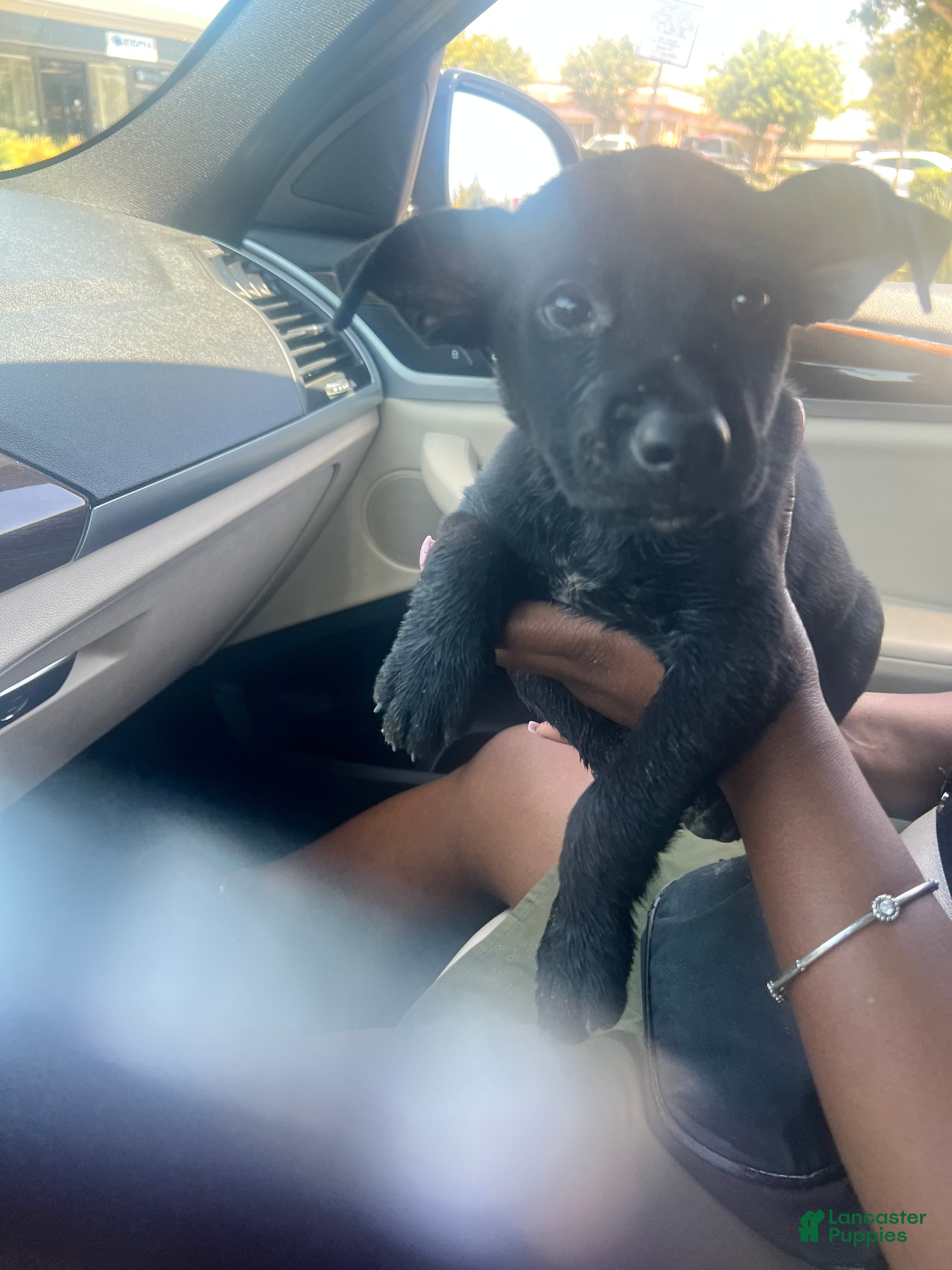 Mixed Breed dogs Mixed Breed 1 - Ad 42