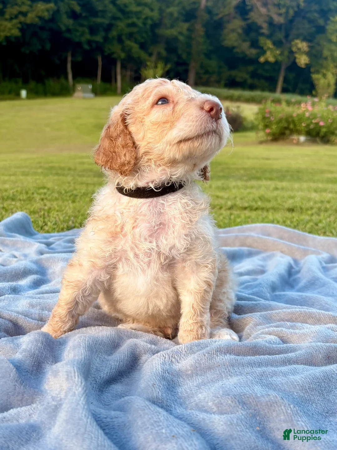 Standard Poodle dogs for sale: Black collar - Ad 1