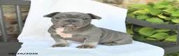 French Bulldog dogs for sale: Duncan - Ad 3