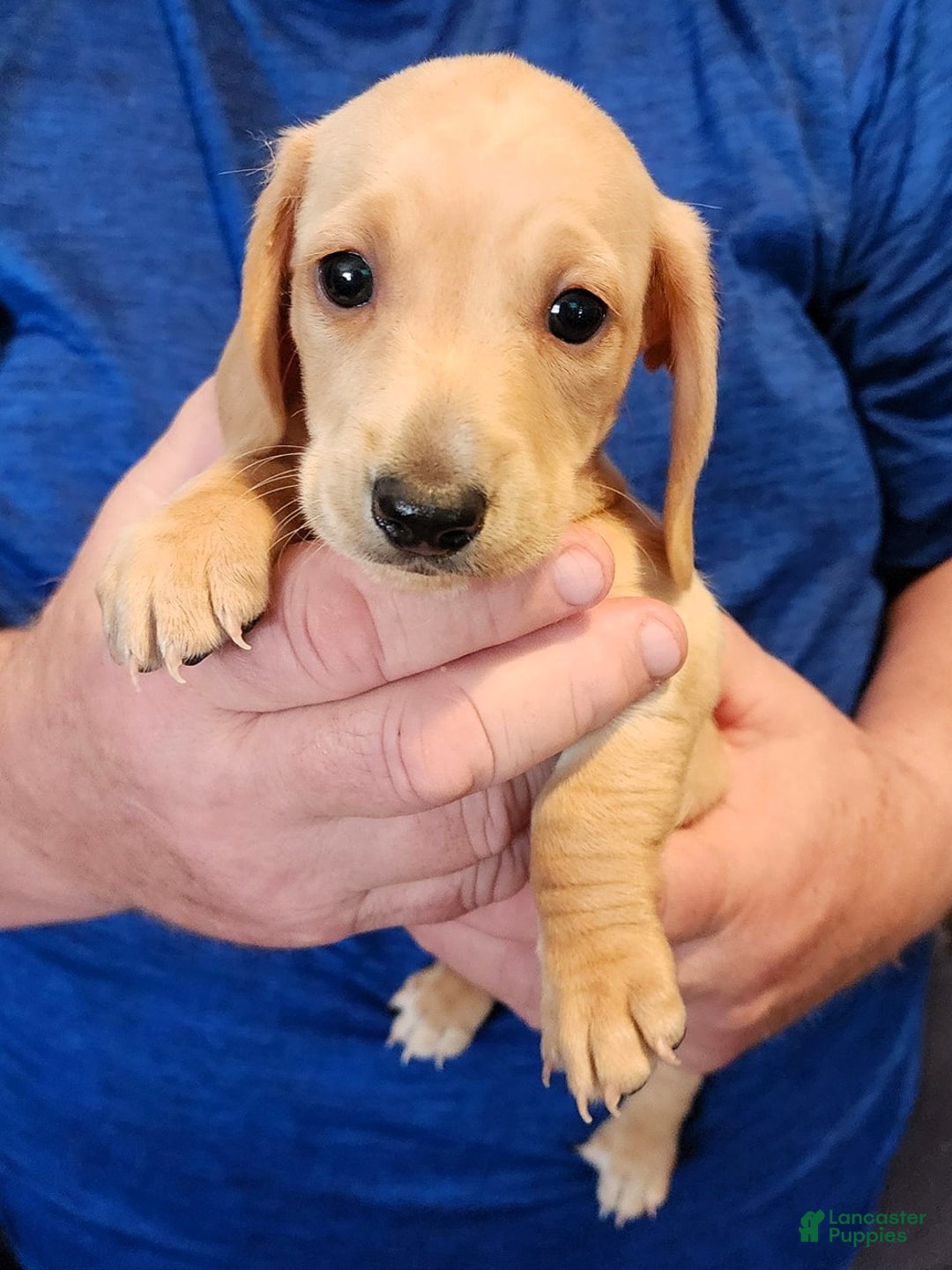 Miniature Dachshund dogs for sale: Honey - Ad 1