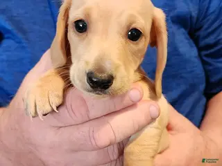 Miniature Dachshund dogs Honey - Ad 28