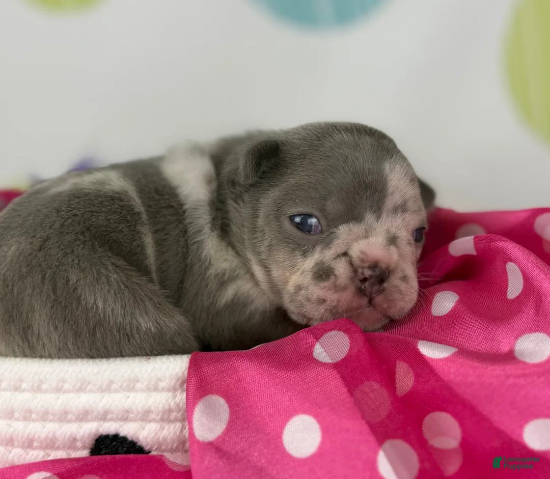 Frenchton dogs for sale: Stella - DNA OFA  - Ad 1