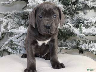 Cane Corso dogs Cane Corso Puppy 3 - Ad 7