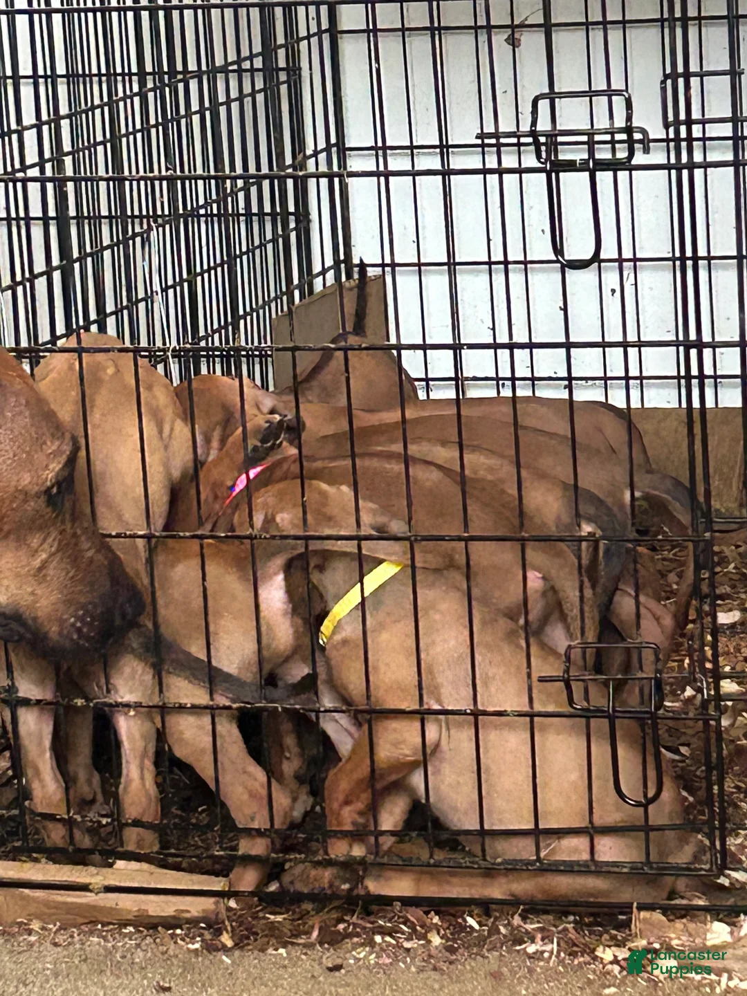 Rhodesian Ridgeback dogs for sale: Rhodesian Ridgeback Puppy 1 sky blue collar - Ad 41